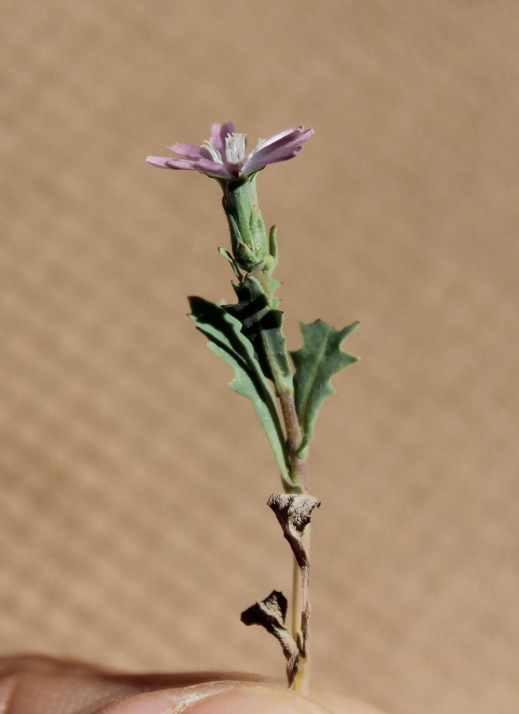 Изображение особи Lactuca undulata.