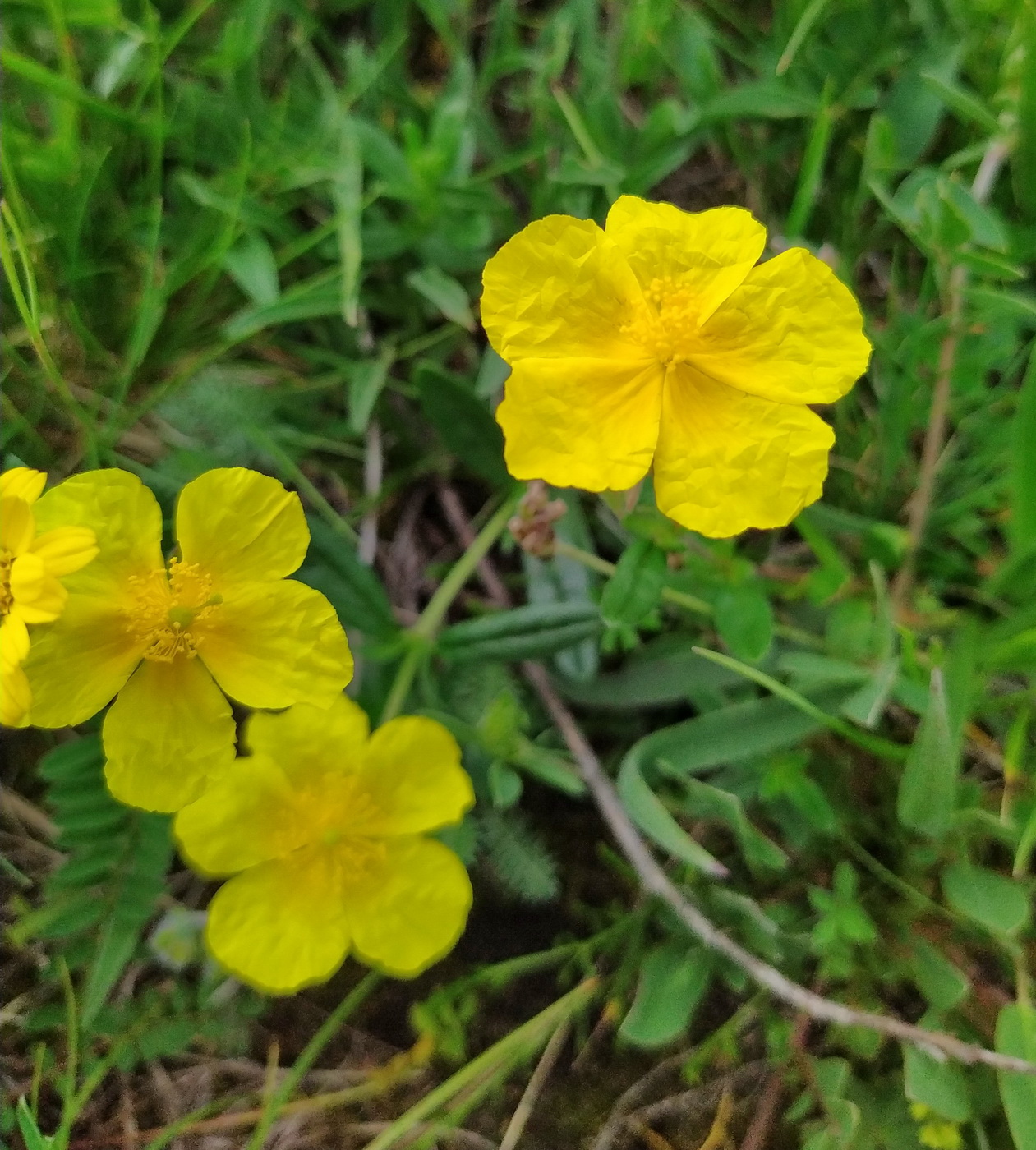 Image of genus Helianthemum specimen.