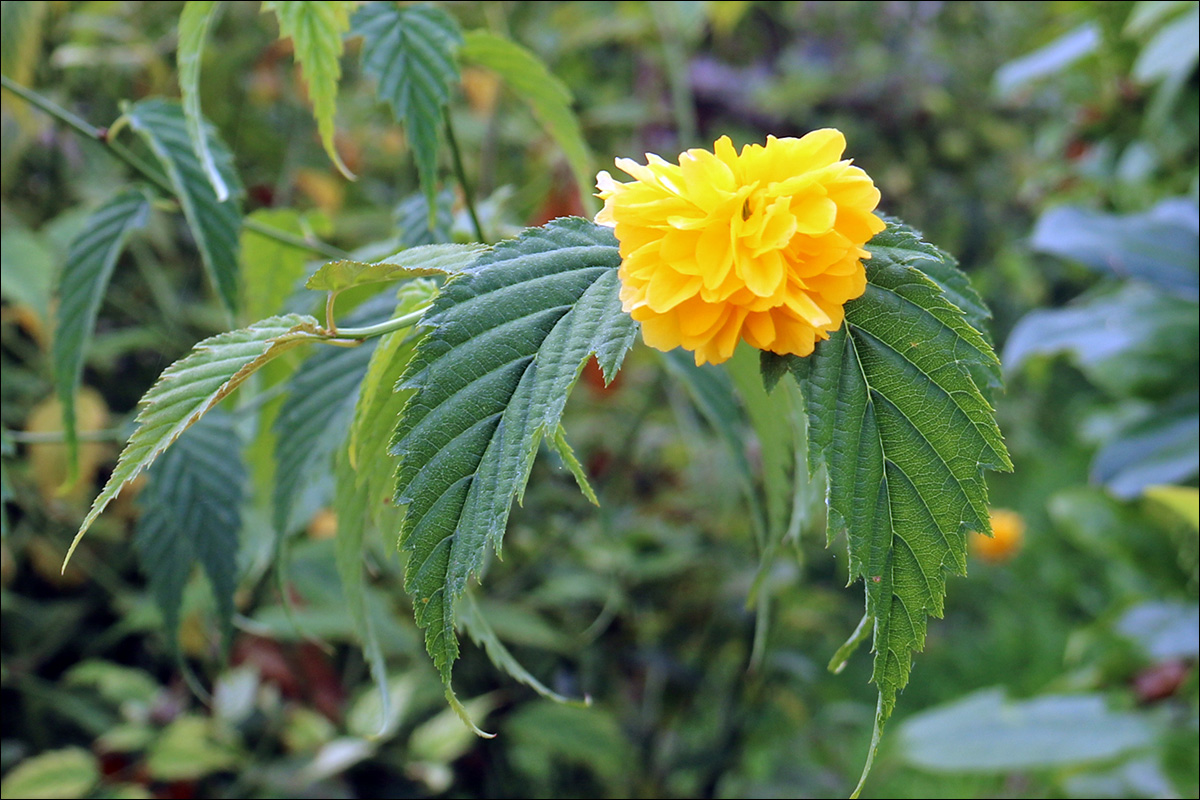 Image of Kerria japonica var. pleniflora specimen.