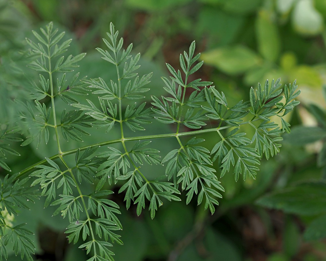 Image of Selinum carvifolia specimen.