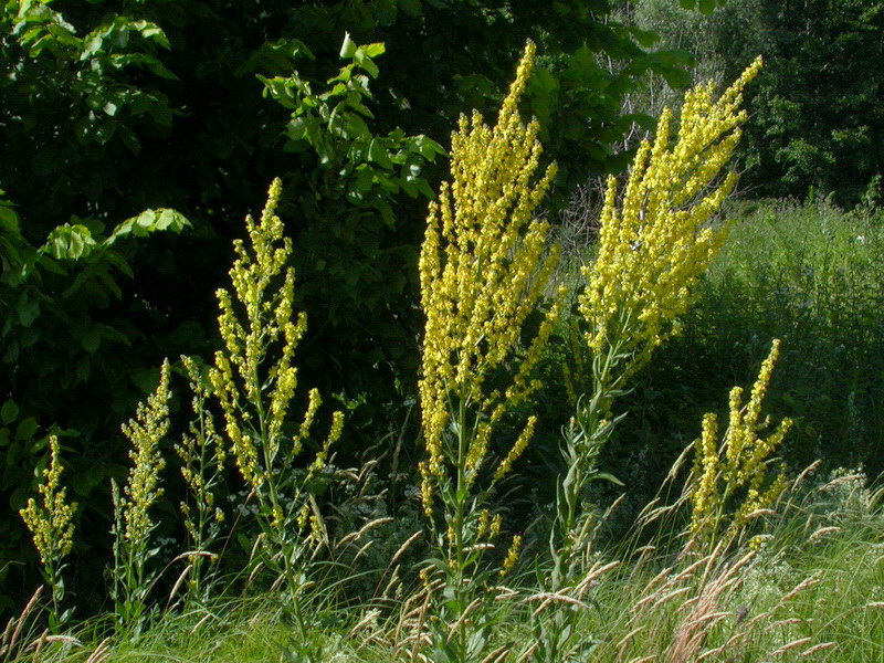 Изображение особи Verbascum lychnitis.