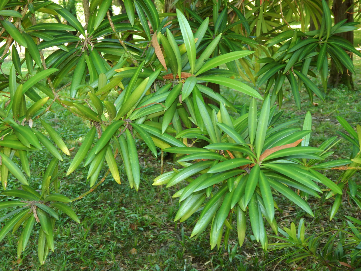 Изображение особи Podocarpus macrophyllus.