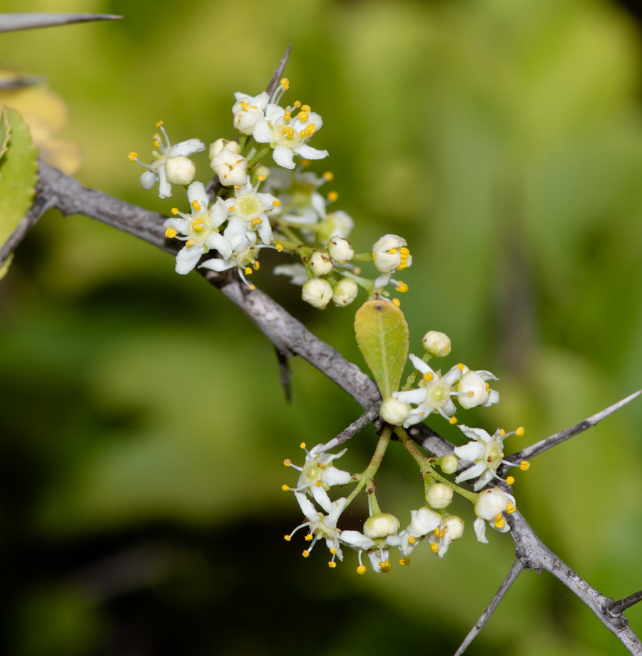 Изображение особи Gymnosporia buxifolia.