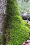 Смотреть изображение Anomodon viticulosus
