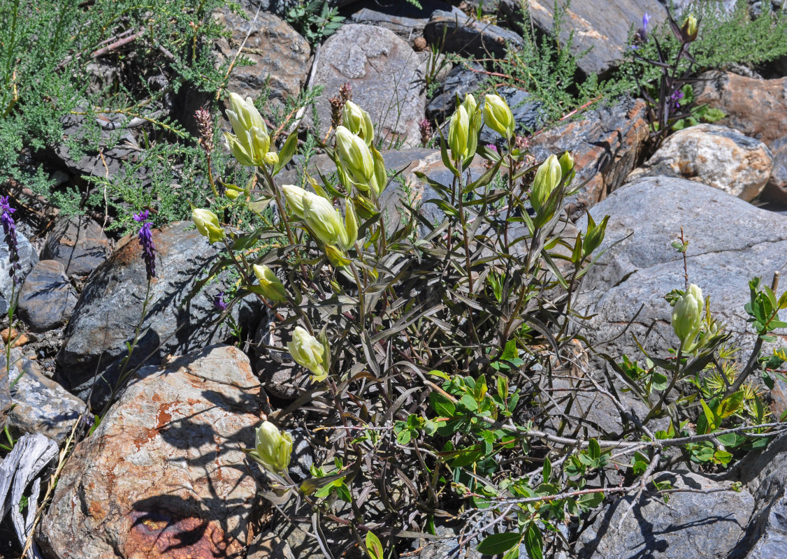 Image of Castilleja pallida specimen.