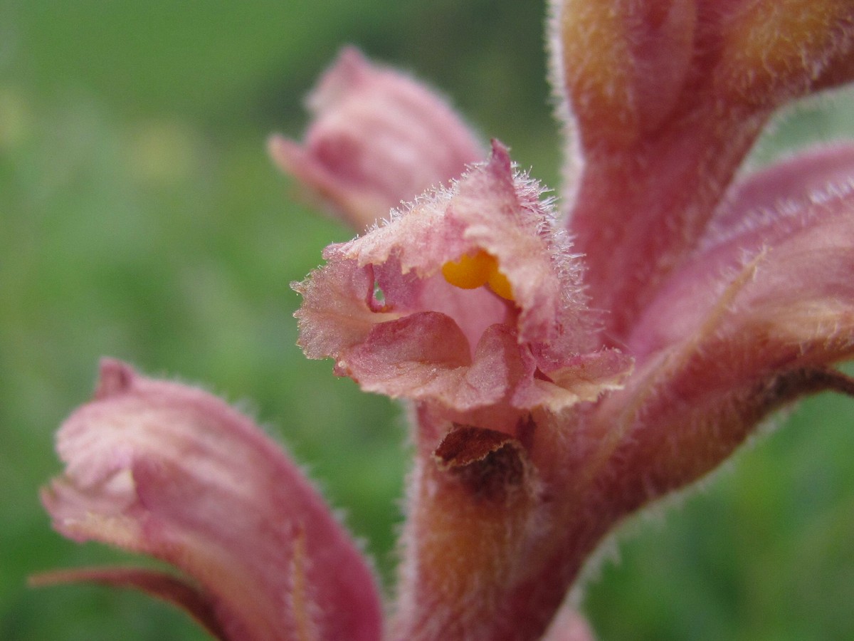 Image of Orobanche bartlingii specimen.