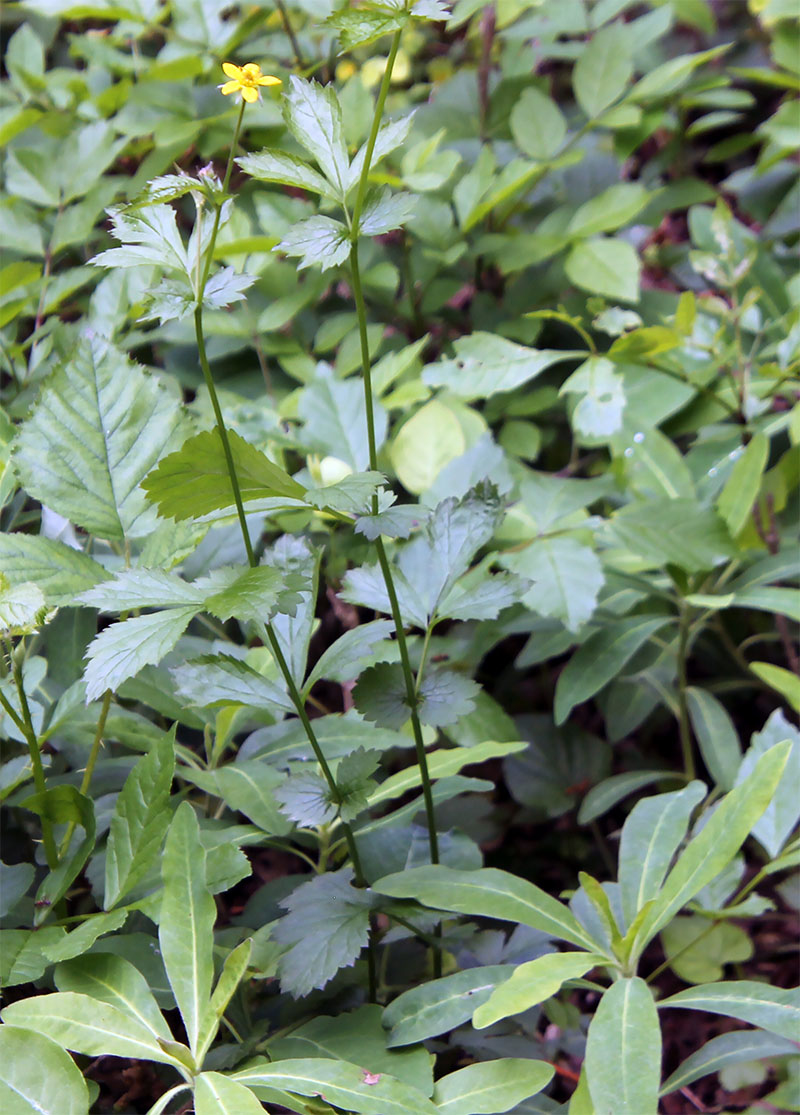 Image of Geum urbanum specimen.