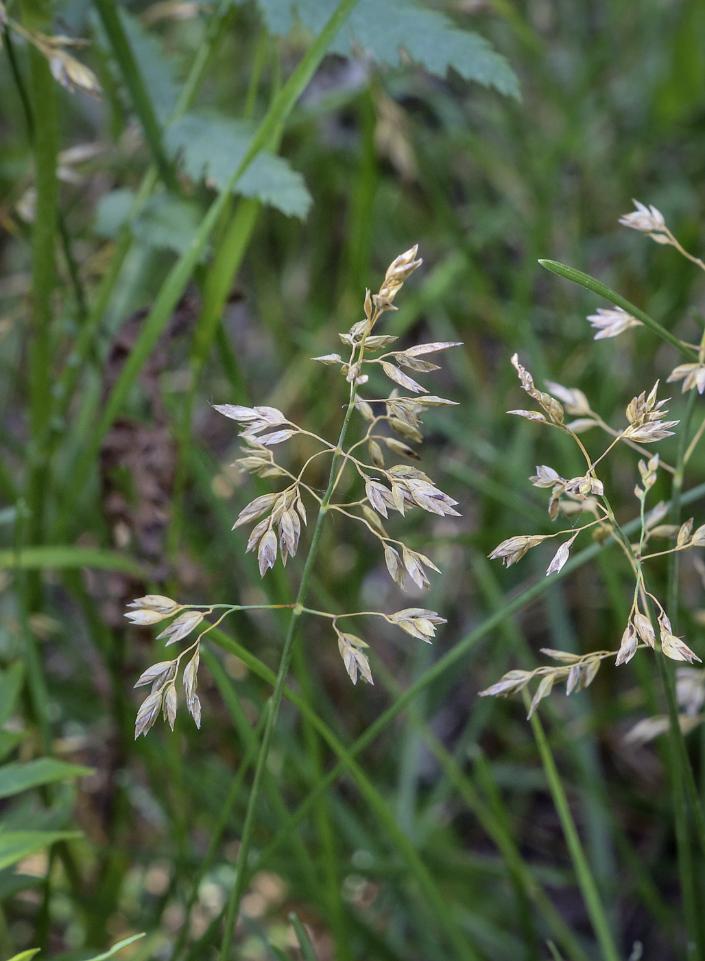 Изображение особи Poa pratensis.