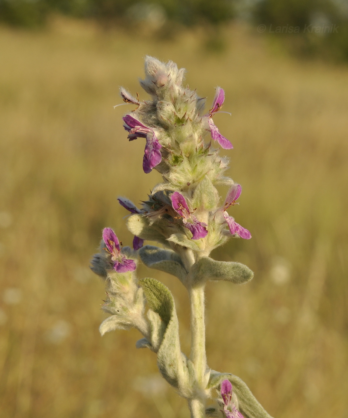 Image of Stachys velata specimen.