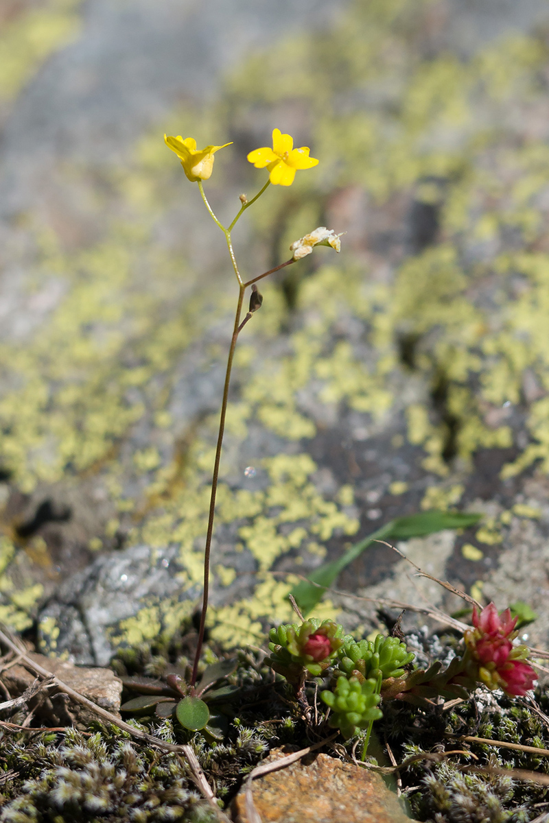 Image of Draba hispida specimen.