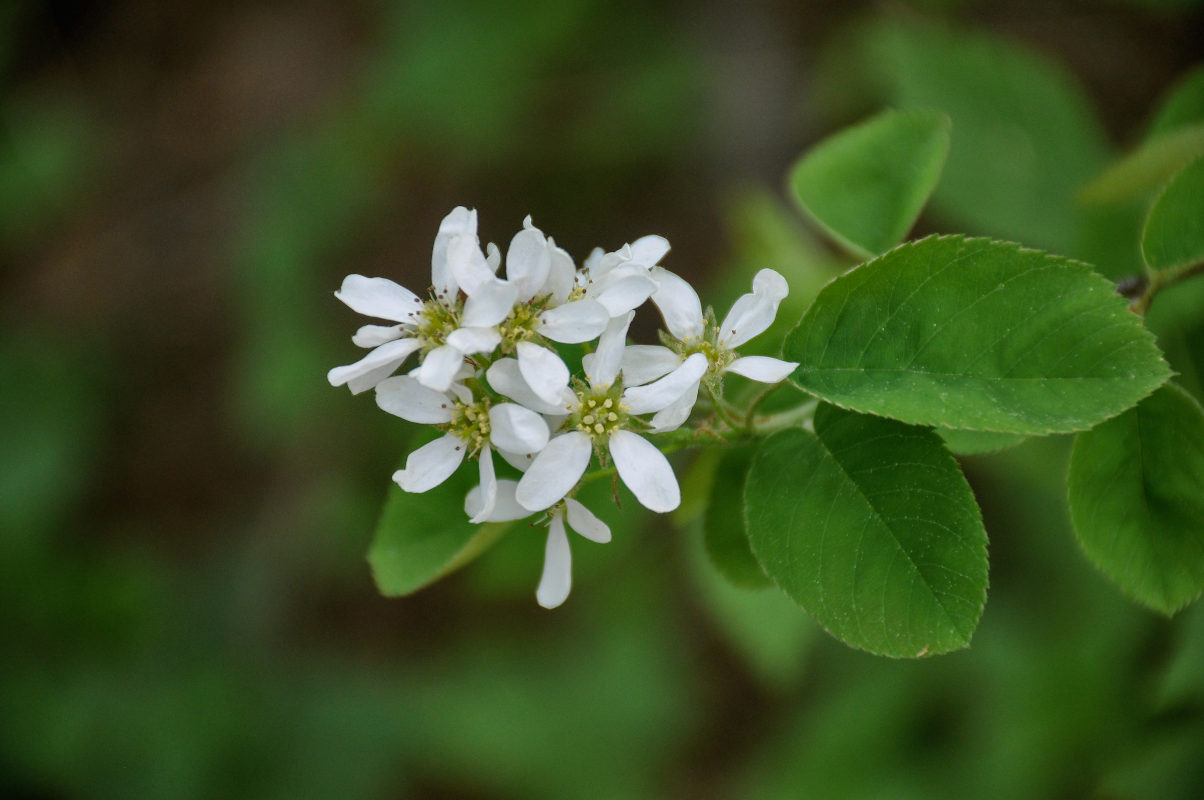 Image of Amelanchier spicata specimen.