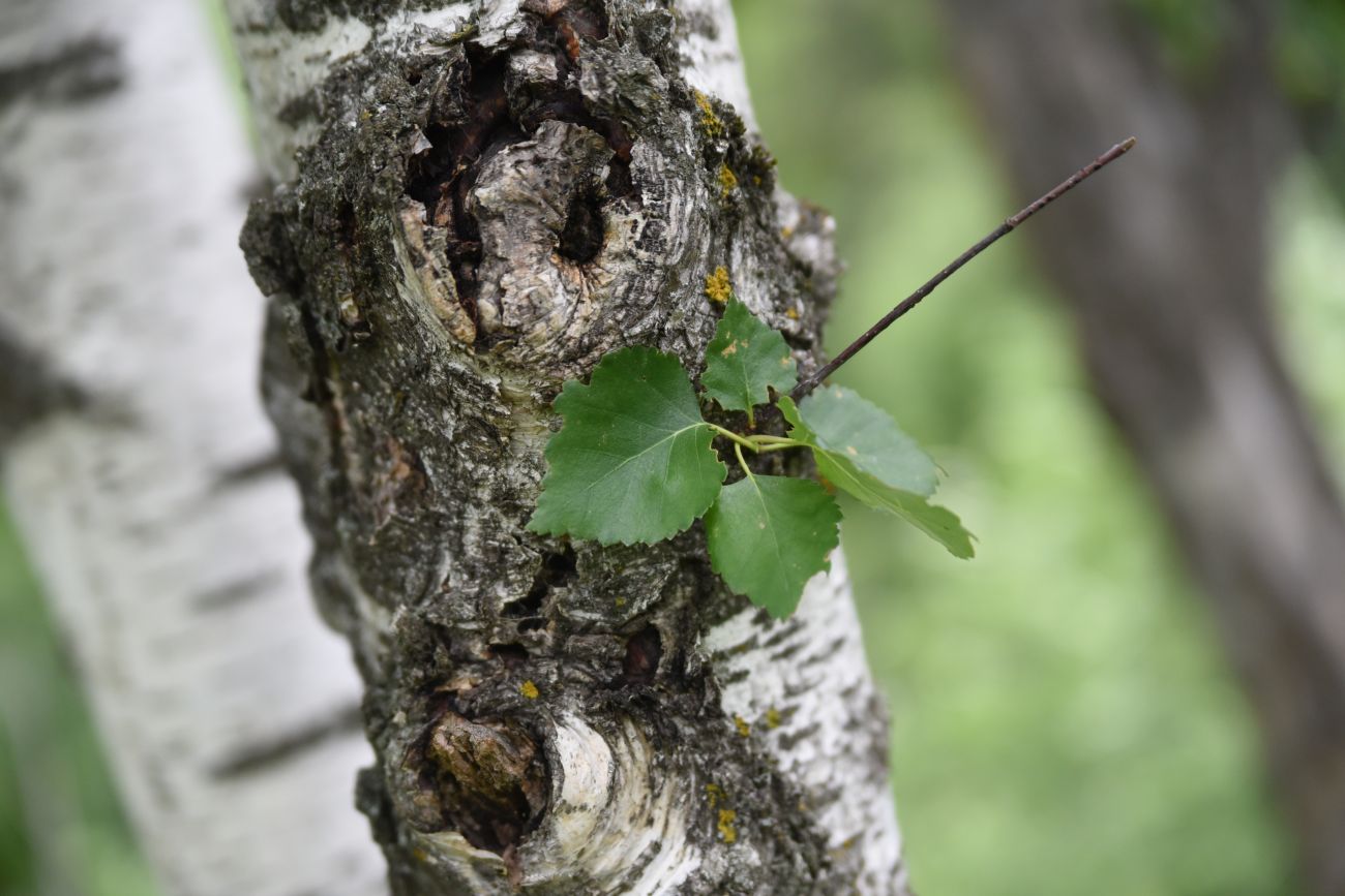 Изображение особи род Betula.