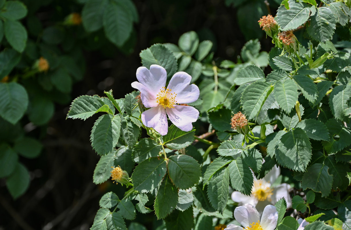 Изображение особи Rosa oxyodon.