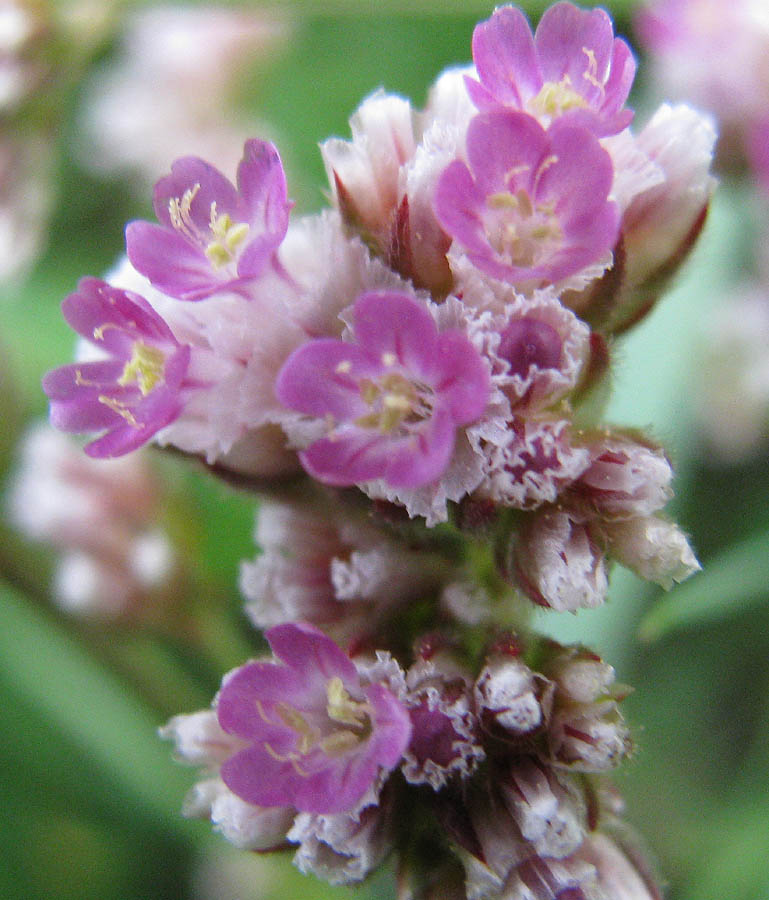 Изображение особи Limonium flexuosum.