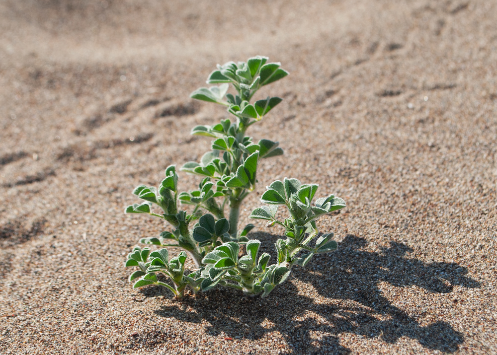 Изображение особи Medicago marina.