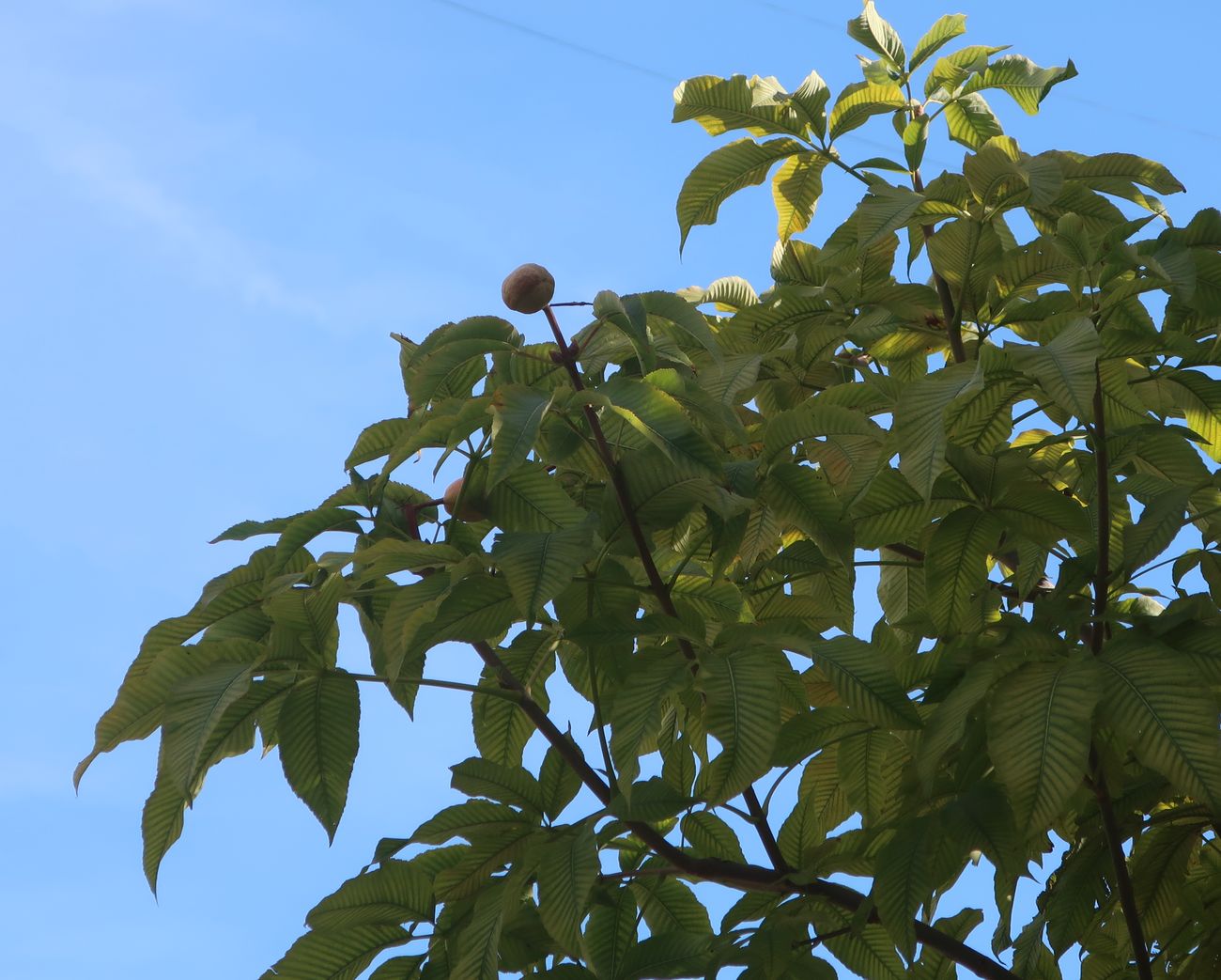 Image of Aesculus pavia specimen.