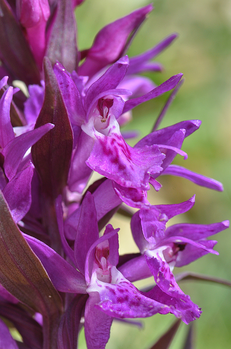 Изображение особи Dactylorhiza euxina.