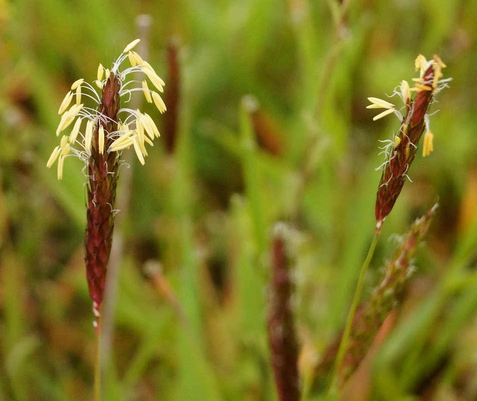 Image of Alopecurus myosuroides specimen.