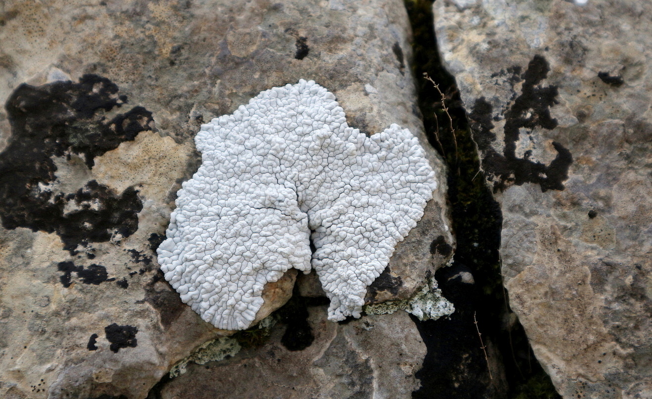 Image of genus Diploschistes specimen.