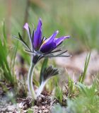 Pulsatilla turczaninovii