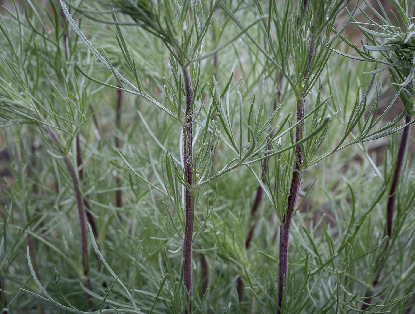 Image of Artemisia campestris specimen.