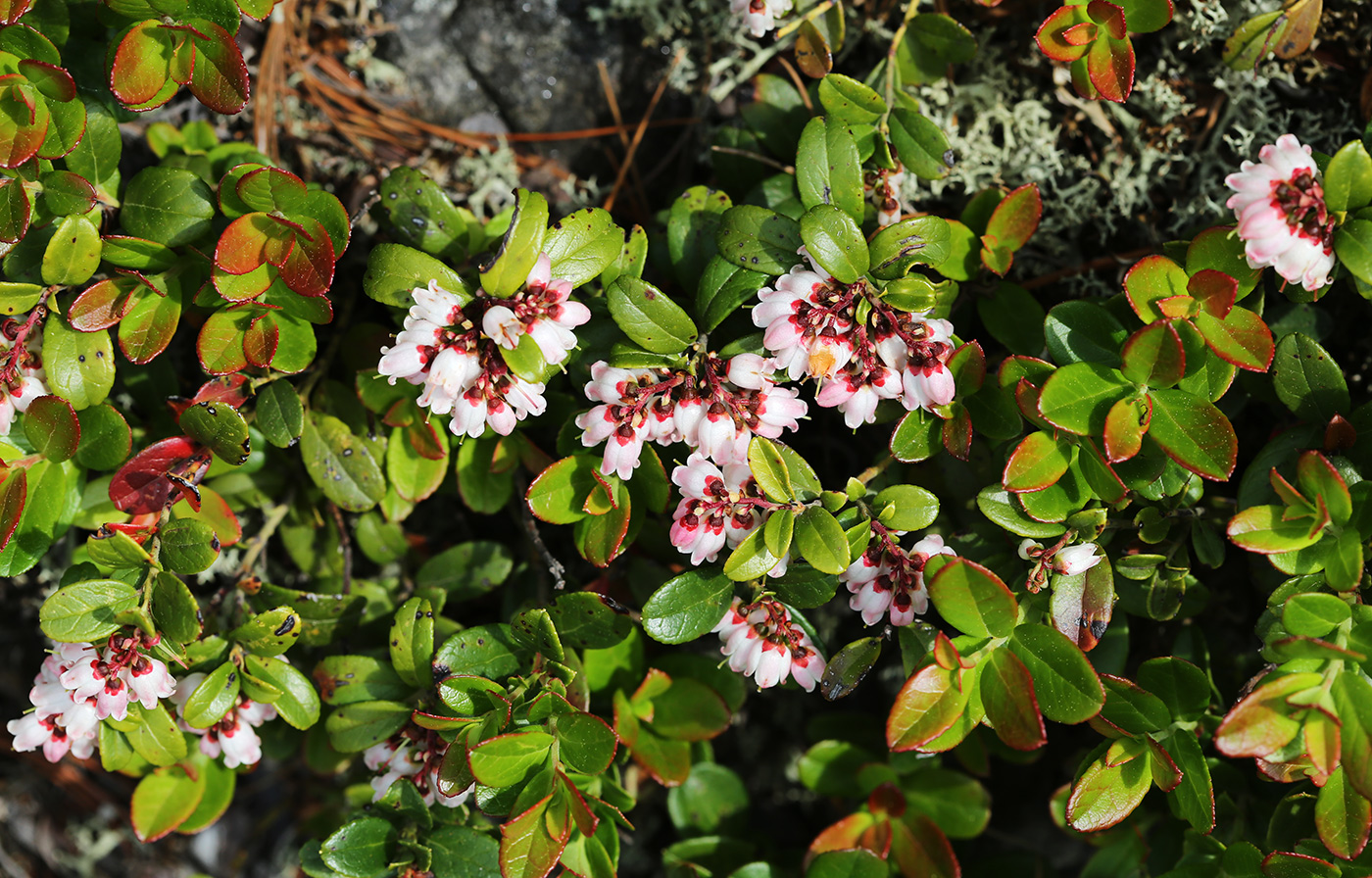 Изображение особи Vaccinium vitis-idaea.