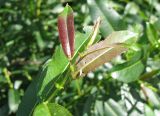 Salix &times; schumanniana