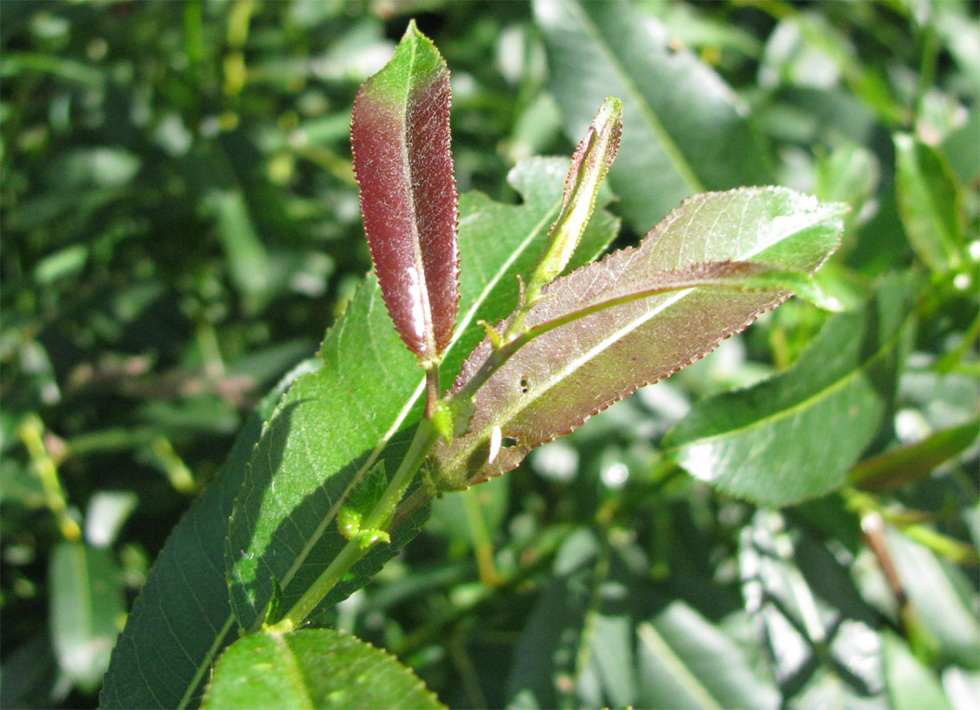 Изображение особи Salix &times; schumanniana.