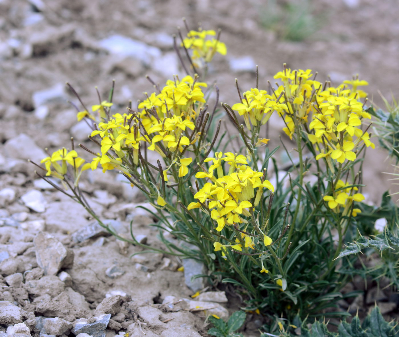 Изображение особи Erysimum humillimum.