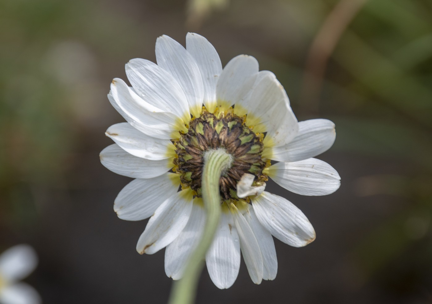 Изображение особи Anthemis melanoloma.