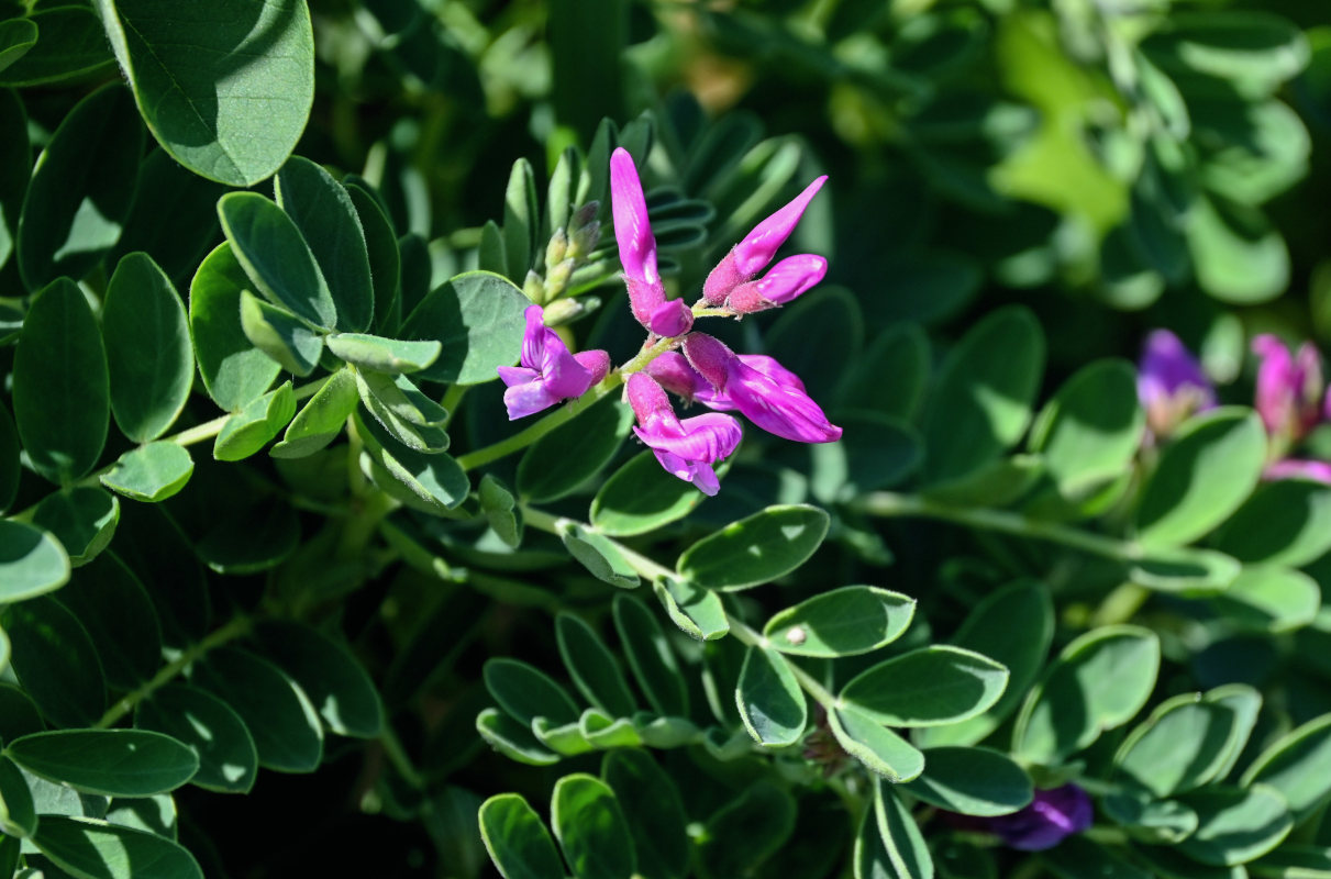 Image of Astragalus japonicus specimen.