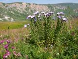 Linum hypericifolium