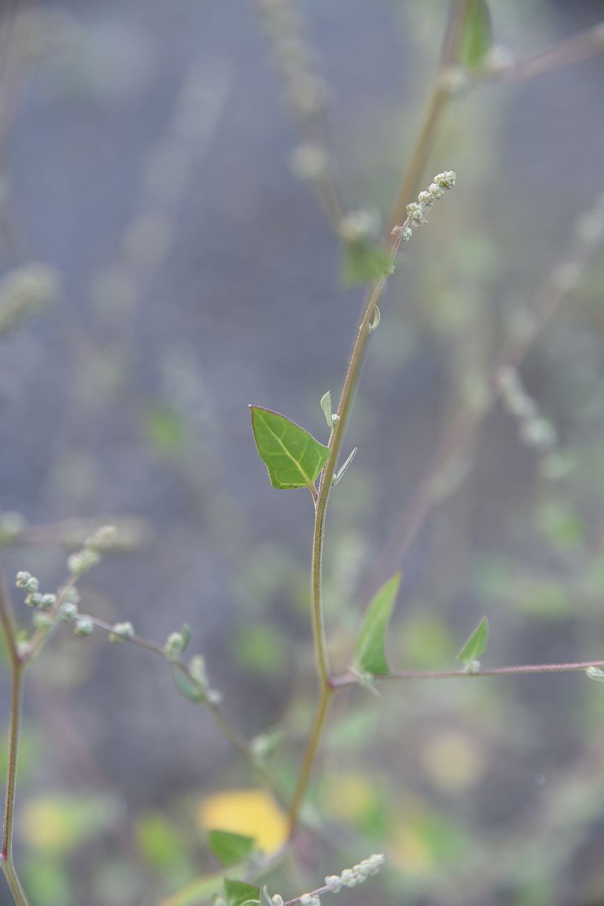 Изображение особи Chenopodium sosnowskyi.