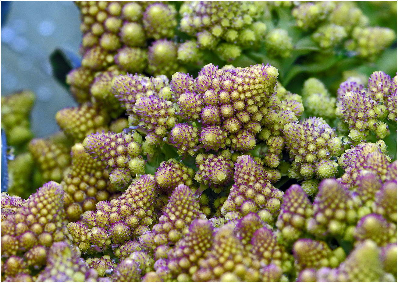 Image of Brassica oleracea var. botrytis specimen.