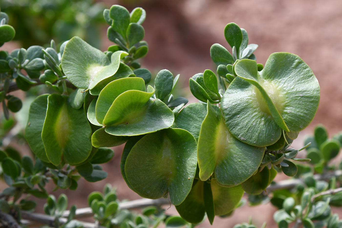 Image of Zygophyllum atriplicoides specimen.