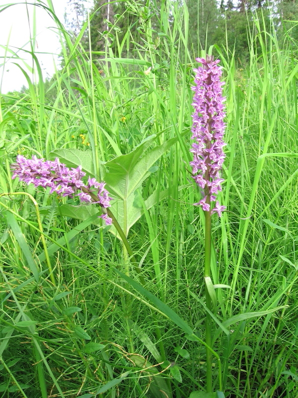 Изображение особи Dactylorhiza sibirica.