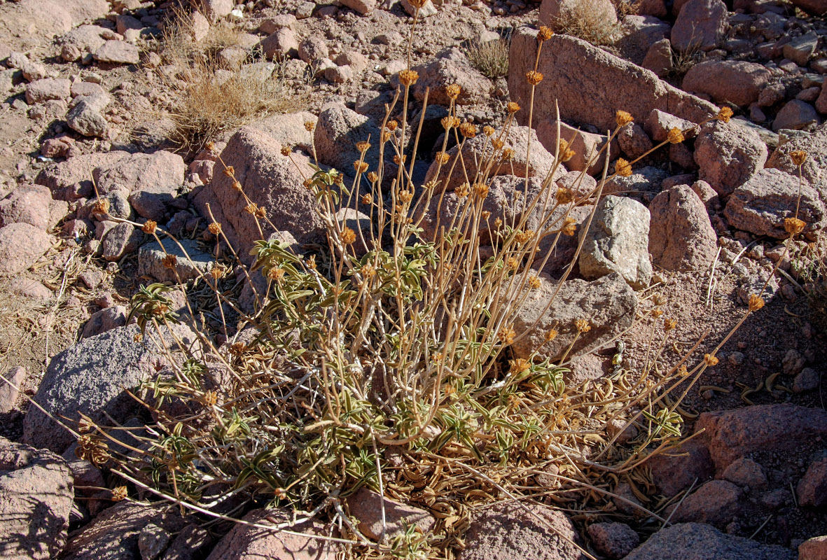 Image of Phlomis aurea specimen.