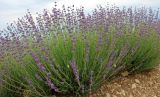 Lavandula angustifolia