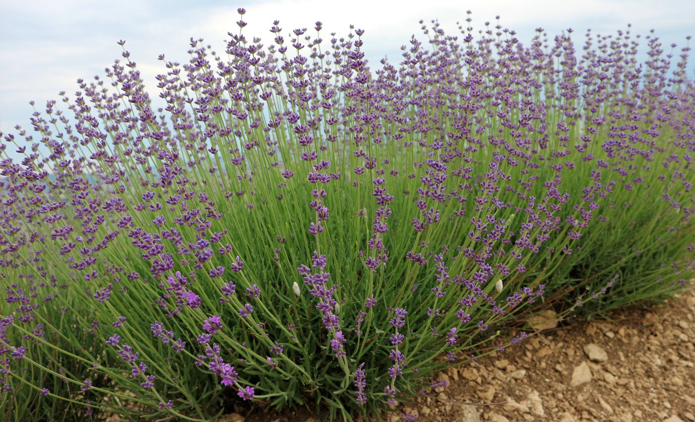 Изображение особи Lavandula angustifolia.