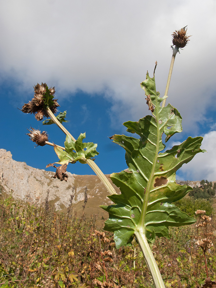 Изображение особи Cirsium sychnosanthum.