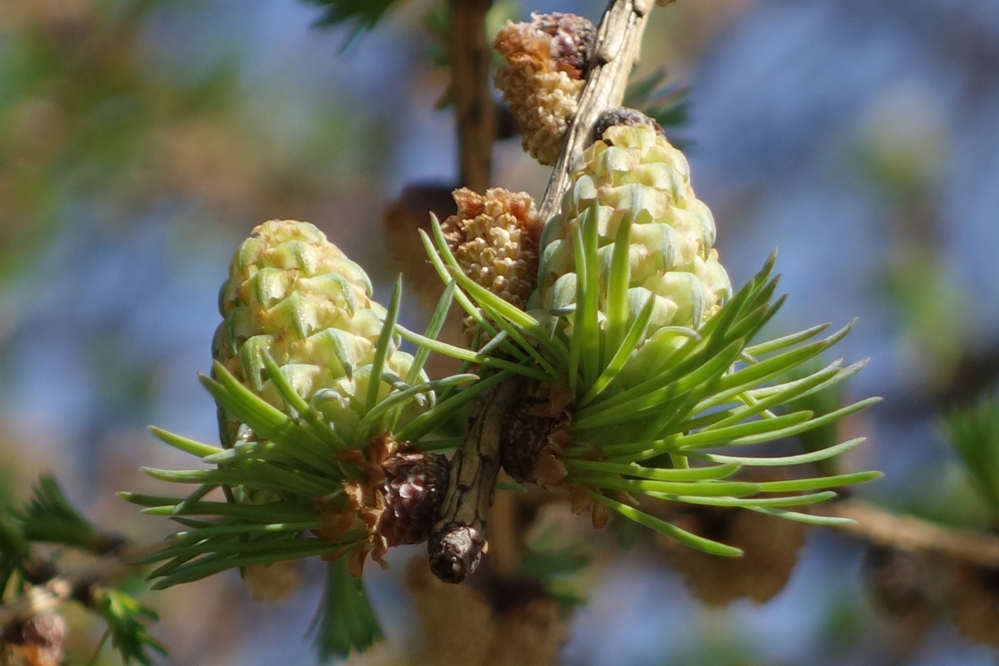 Image of Larix sibirica specimen.