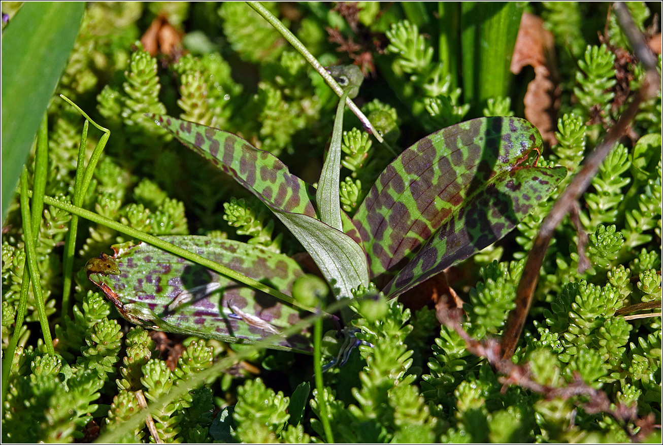 Image of Dactylorhiza fuchsii specimen.