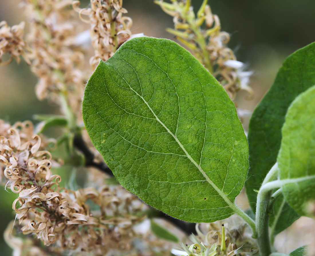 Изображение особи Salix bebbiana.