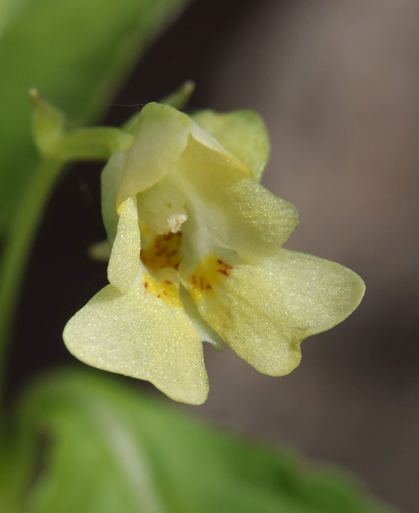 Image of Impatiens parviflora specimen.