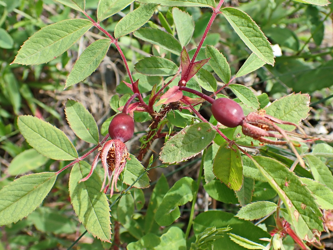 Изображение особи Rosa acicularis.