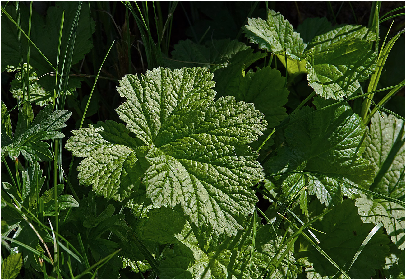 Image of Geum rivale specimen.