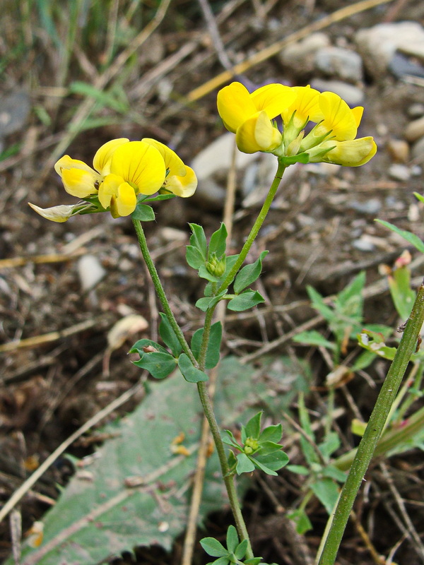 Image of Lotus corniculatus specimen.