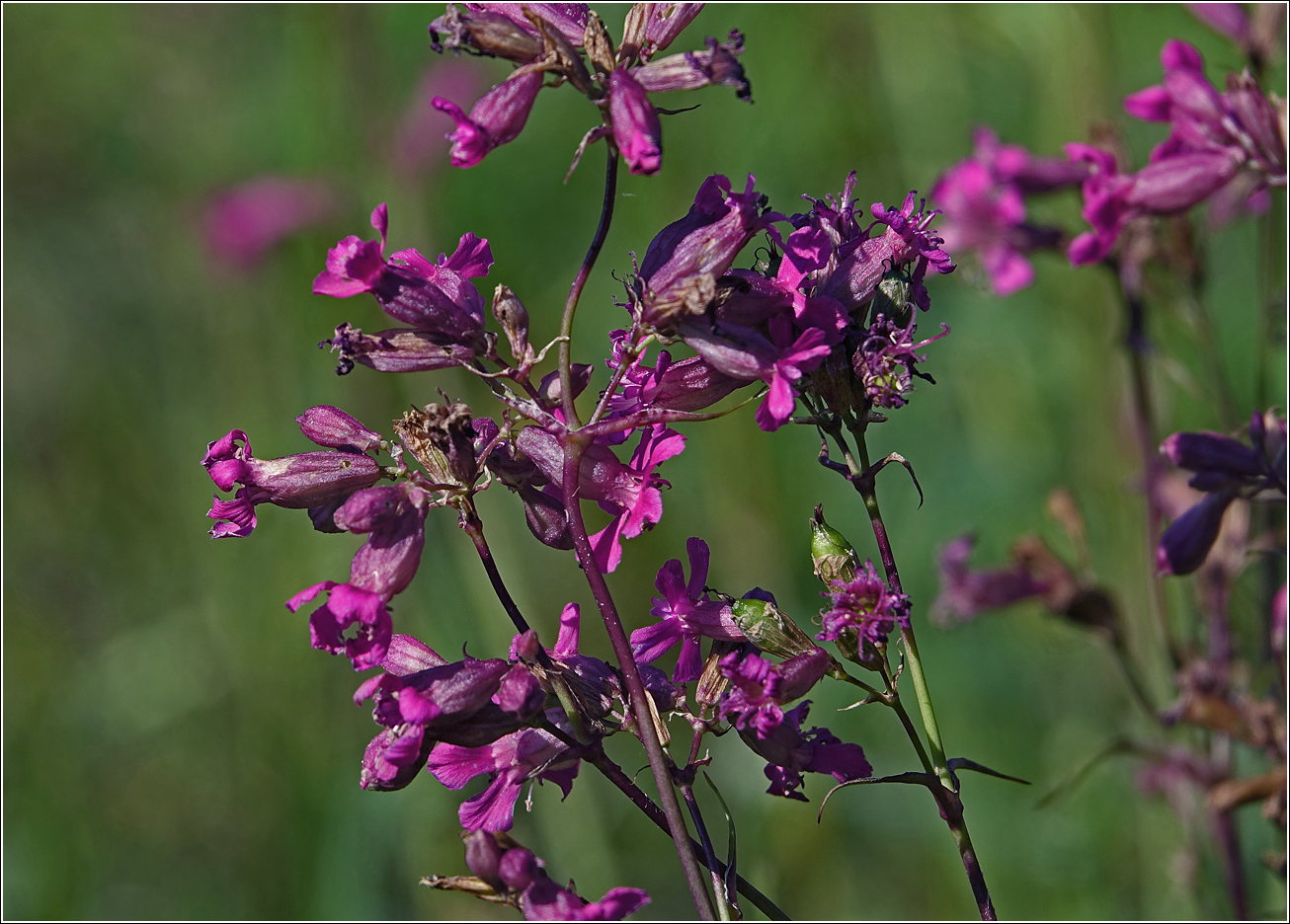 Изображение особи Viscaria vulgaris.