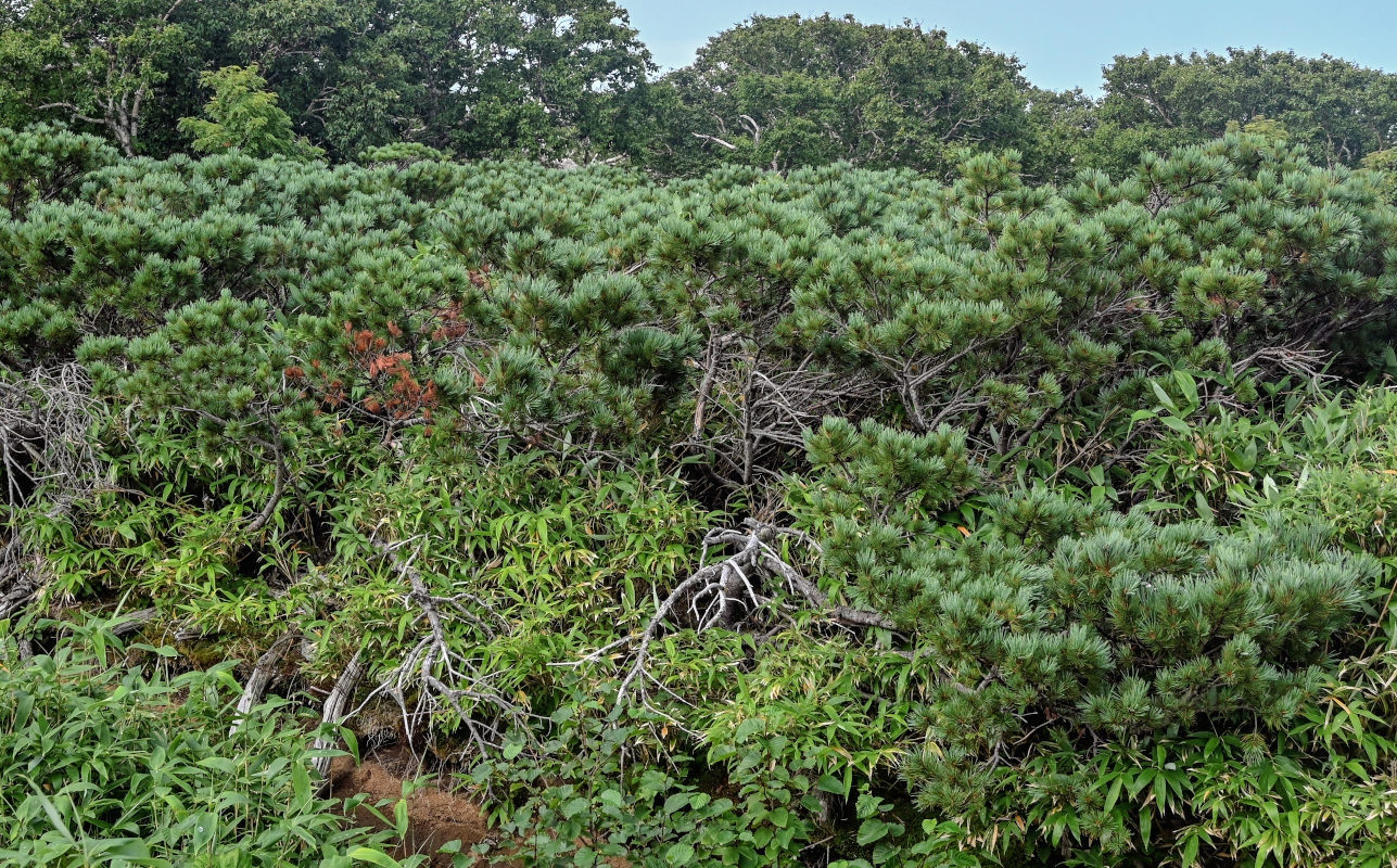 Изображение особи Pinus pumila.