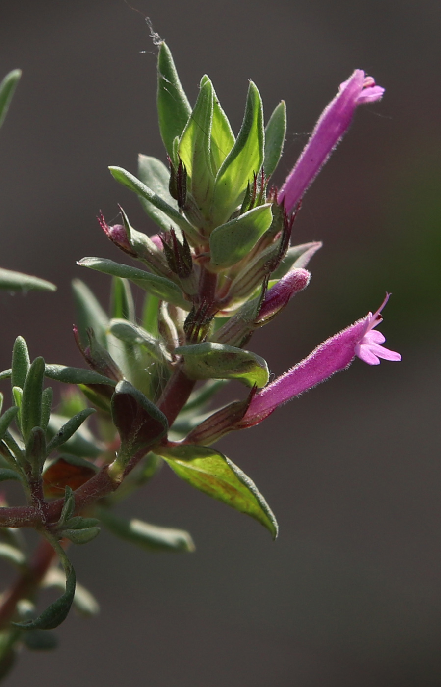 Изображение особи Thymus longiflorus.